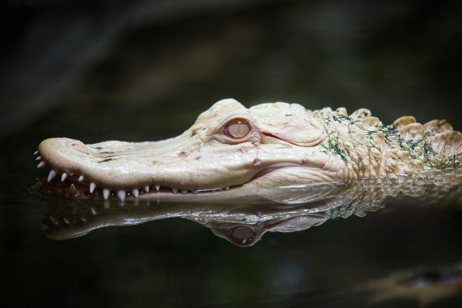 Close-up of an albino alligator in water, symbolizing rare and valuable resources in the VRIO framework